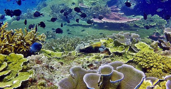 เกาะโลซิน