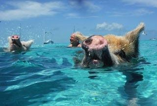 เกาะหมู บาฮามาส