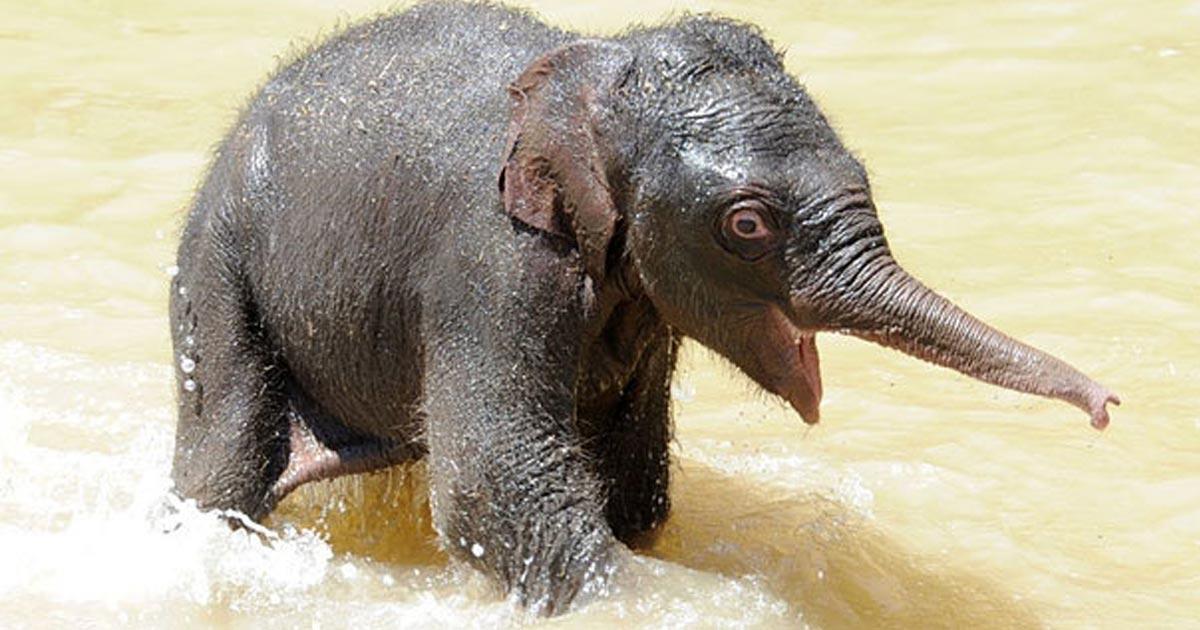 Рождение слоника. Слоненок. Новорождённый слонёнок весит.