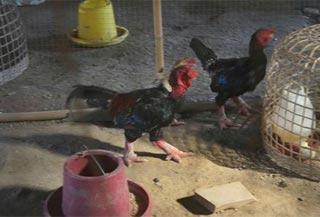 เลี้ยงไก่