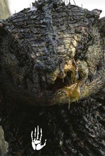 Oats Studios